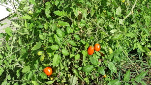 rosnące pomidory