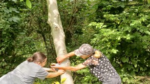 uczennice mierzą obwód drzewa